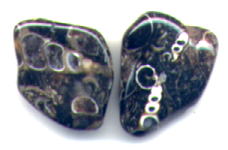 貝化石の写真